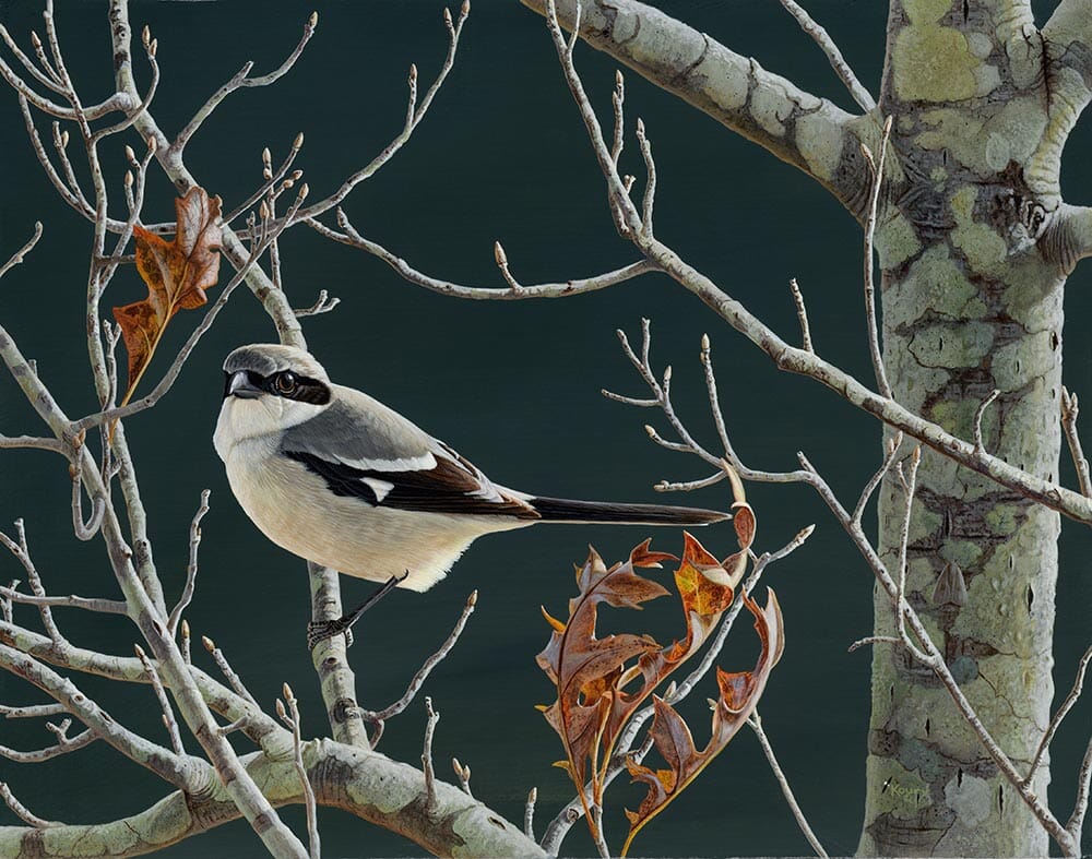 Loggerhead Shrike バードカービング教本 The Shrike – Stephen Koury Fine Art